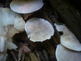 Ossicaulis lignatilis image