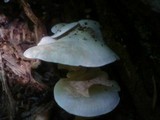 Ossicaulis lignatilis image