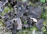 Sticta dufourii image