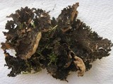 Sticta dufourii image