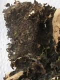 Sticta dufourii image