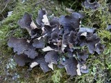 Sticta sylvatica image