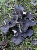 Sticta sylvatica image