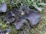 Sticta sylvatica image