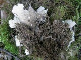 Sticta sylvatica image