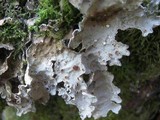 Lobaria scrobiculata image