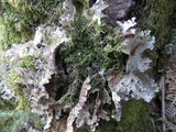 Lobaria scrobiculata image