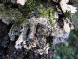 Lobaria scrobiculata image