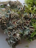 Lobaria virens image