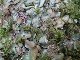 Lobaria virens image