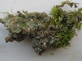 Lobaria virens image