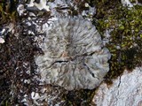 Degelia plumbea image