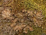 Peltigera degenii image