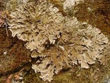 Peltigera ponojensis image