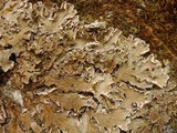 Peltigera ponojensis image