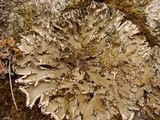 Peltigera ponojensis image