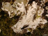 Peltigera ponojensis image