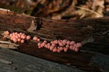 Lycogala epidendrum image