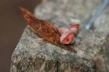 Lycogala epidendrum image