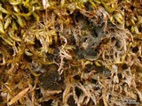 Leptochidium albociliatum image