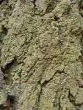 Hypocenomyce scalaris image