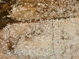 Rhymbocarpus neglectus image