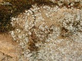 Rhymbocarpus neglectus image