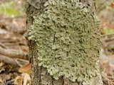 Melanelixia californica image