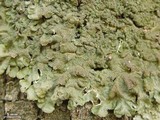Melanelixia californica image