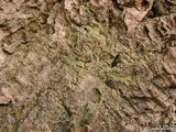 Hypocenomyce sierrae image