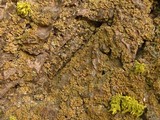Hypocenomyce scalaris image