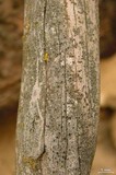 Cyphelium tigillare image