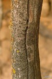 Cyphelium tigillare image