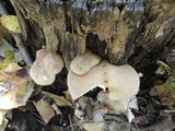 Entoloma abortivum image