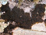 Collema subnigrescens image