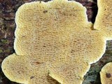 Flavodon flavus image
