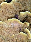 Flavodon flavus image