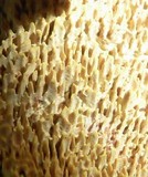 Flavodon flavus image