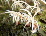 Deflexula sprucei image