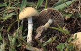 Stropharia coronilla image