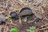 Helvella macropus image