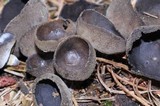 Helvella macropus image