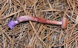 Laccaria bicolor image