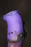 Laccaria bicolor image