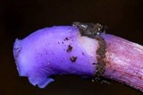 Laccaria bicolor image