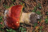 Boletus rubriceps image