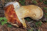 Boletus rubriceps image