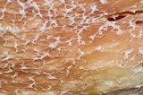 Boletus rubriceps image