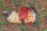 Boletus rubriceps image