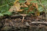 Pholiota terrestris image